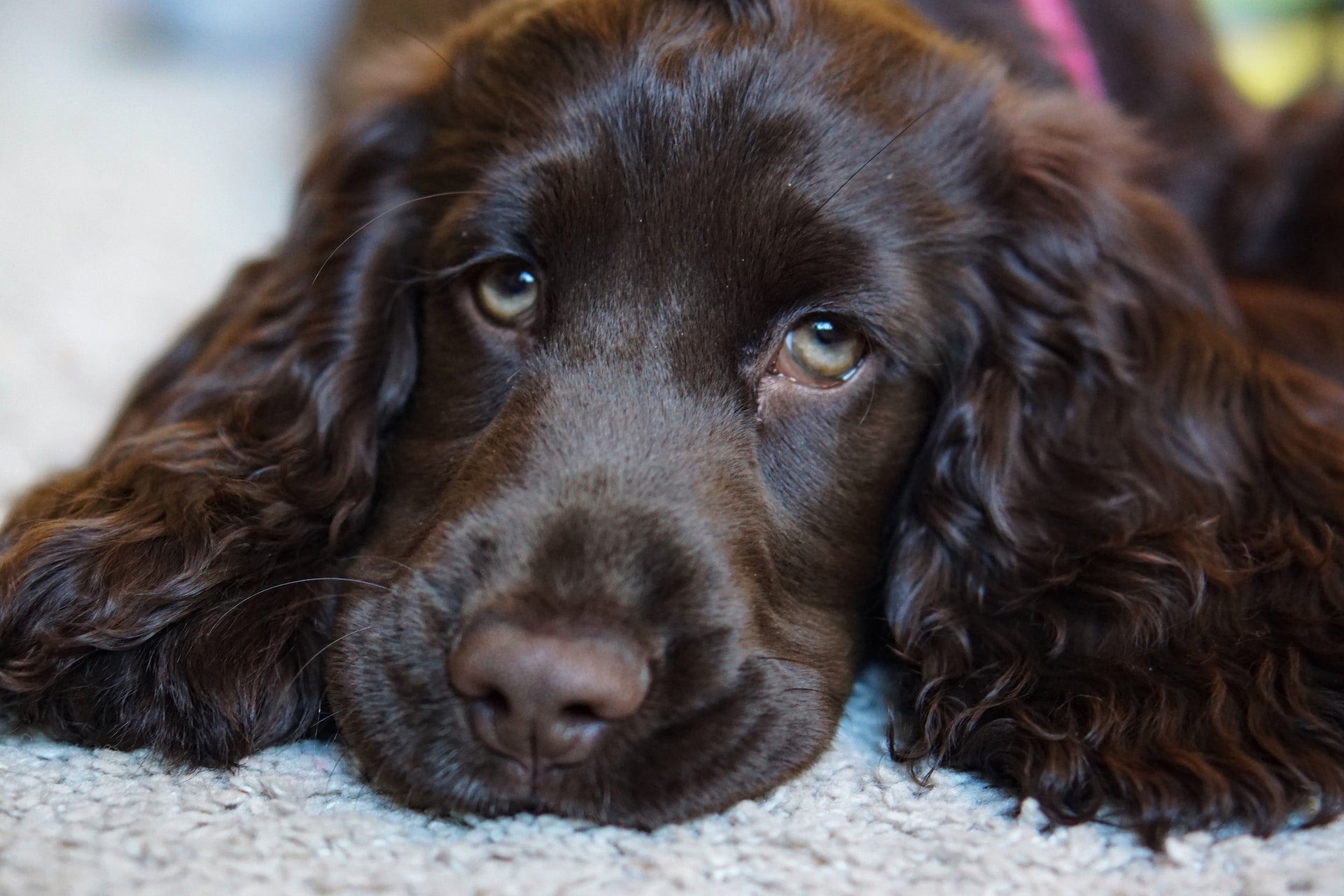 Cocker spaniel bed size best sale