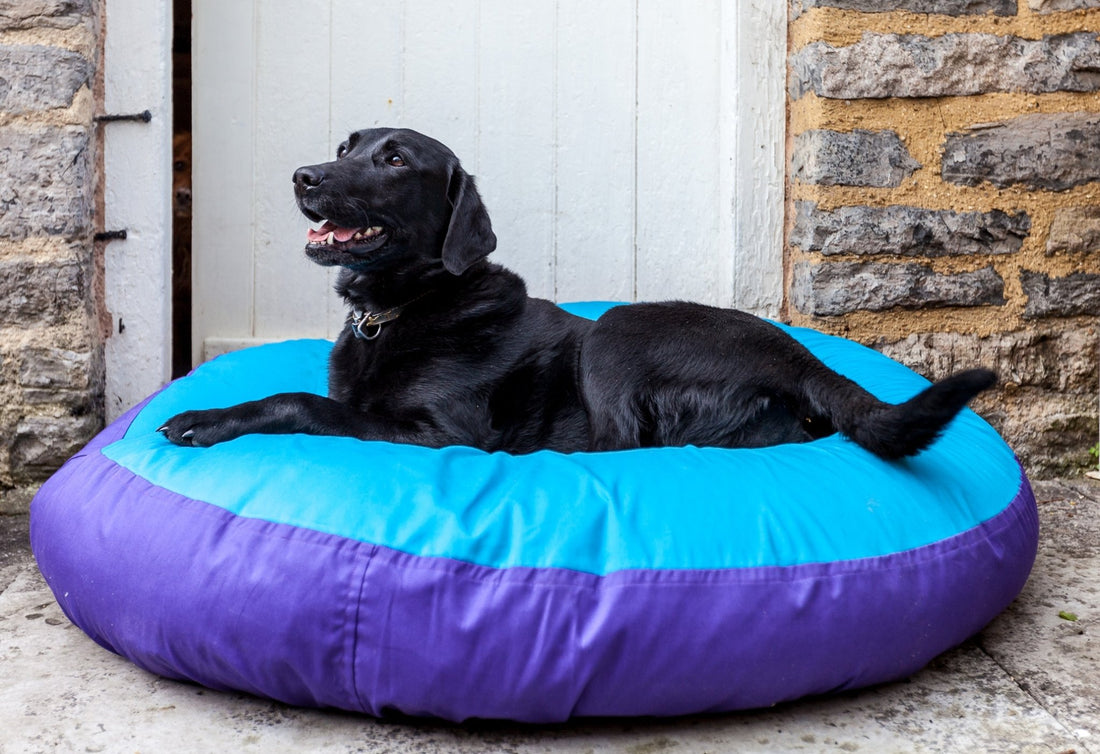 Hazel is slowing down - Barka Parka Dog Beds