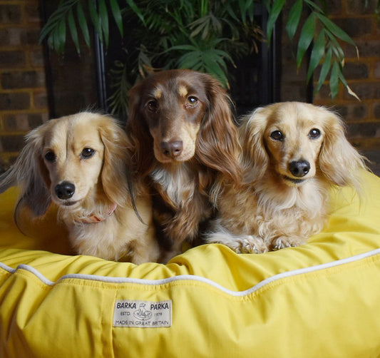 The Comforting World of Calming Dog Beds - Barka Parka Dog Beds