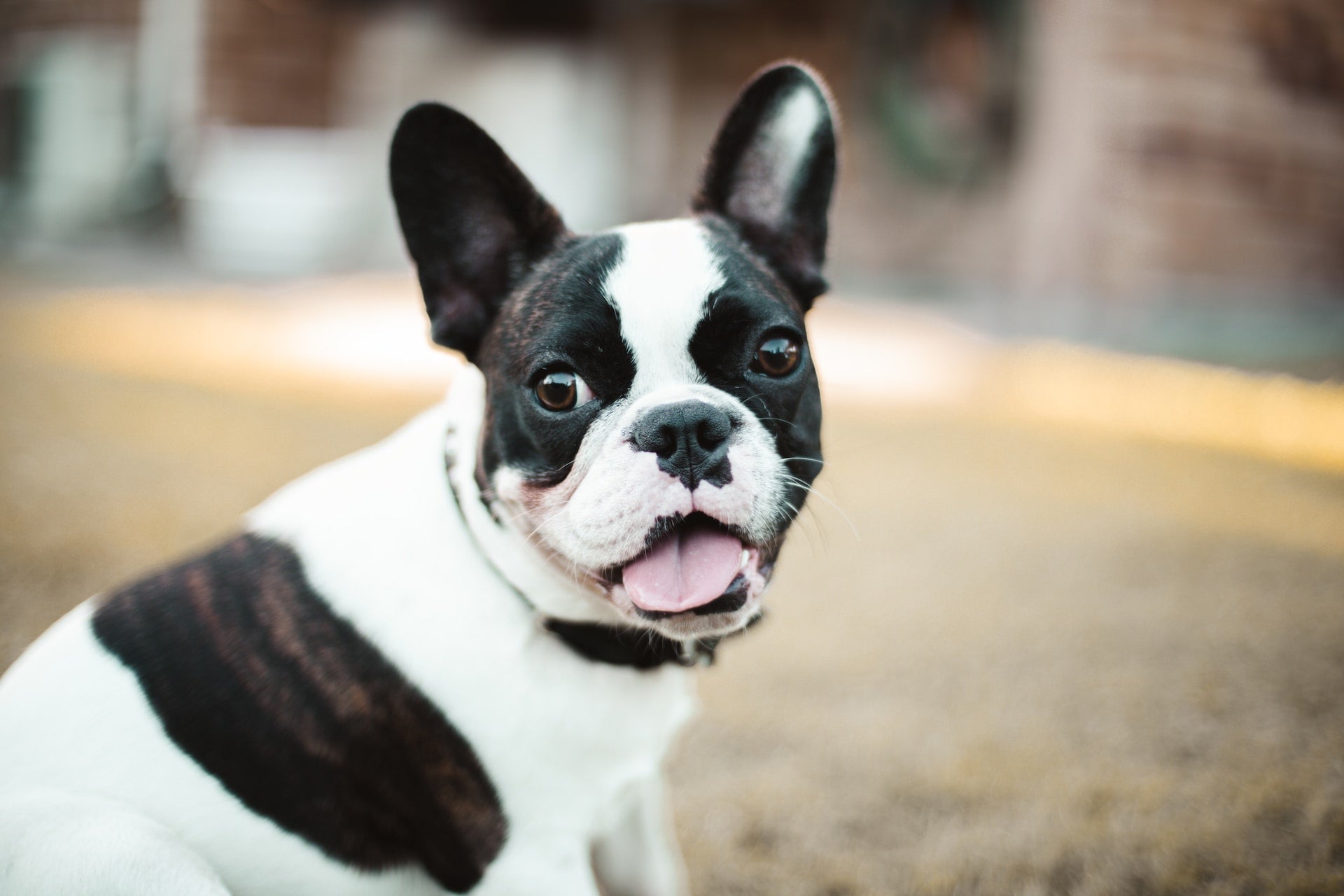 Best bed for a french bulldog best sale