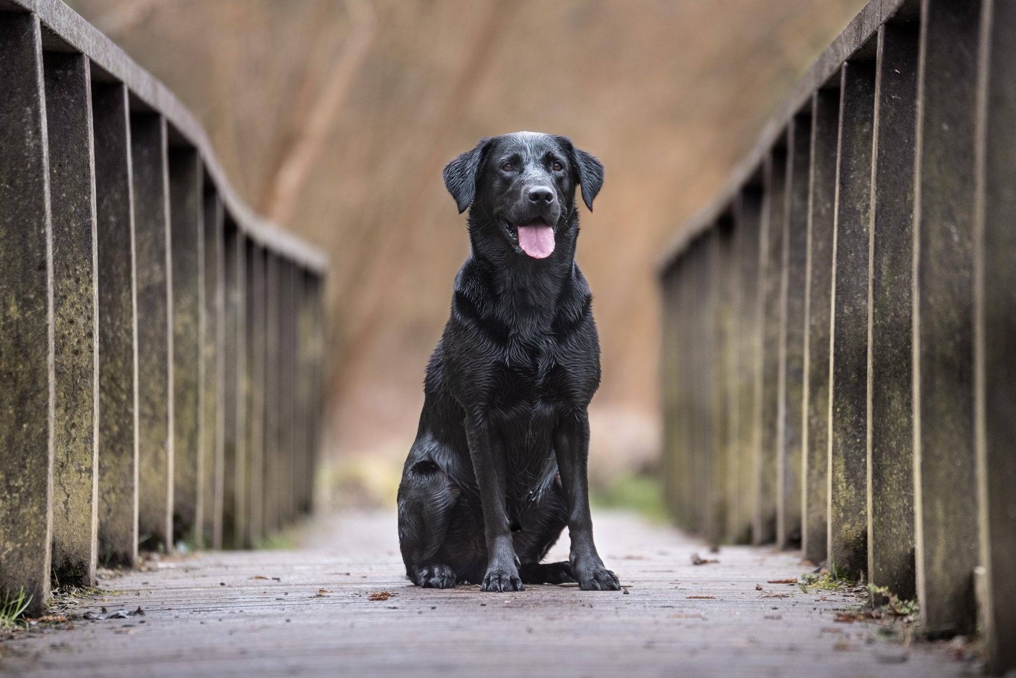 What to Consider When Shopping for a Dog Bed for Labradors