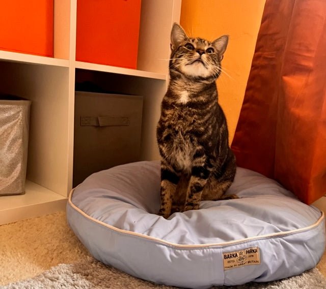 Barka Parka Cat Bed - Barka Parka Dog Beds