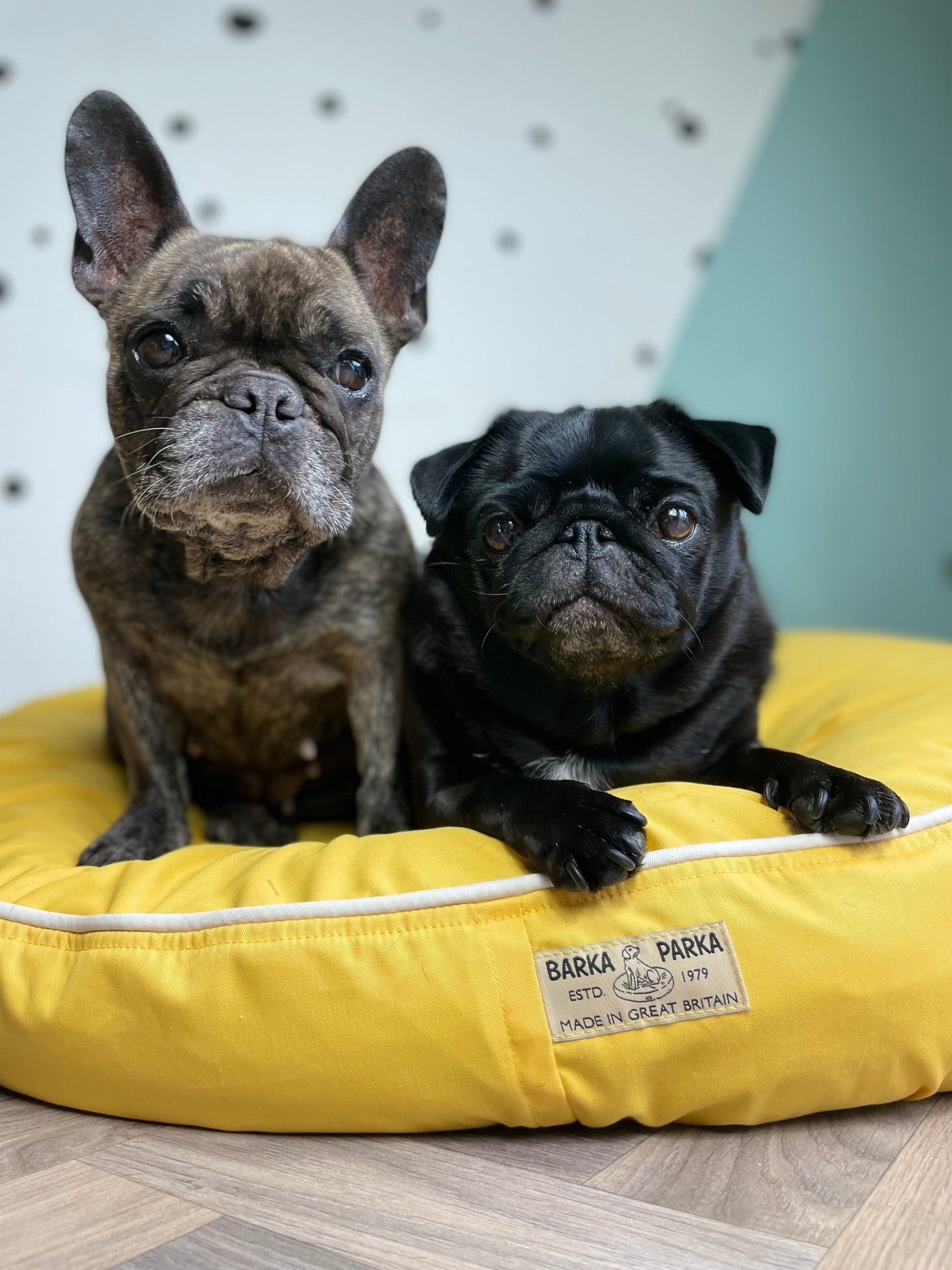 Barka Parka Dog Bed - Yellow and cream piping - Barka Parka Dog Beds