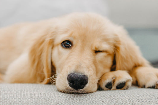 Choosing a Dog Bed for Your Golden Retriever - Barka Parka Dog Beds