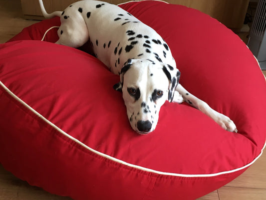 Choosing the Right Scratch/dig-Proof Dog Bed: Facts & Stats - Barka Parka Dog Beds