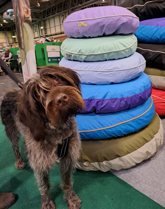We're going plastic free at Crufts