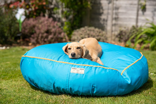 Discovering Our Sustainable Dog Beds - Barka Parka Dog Beds