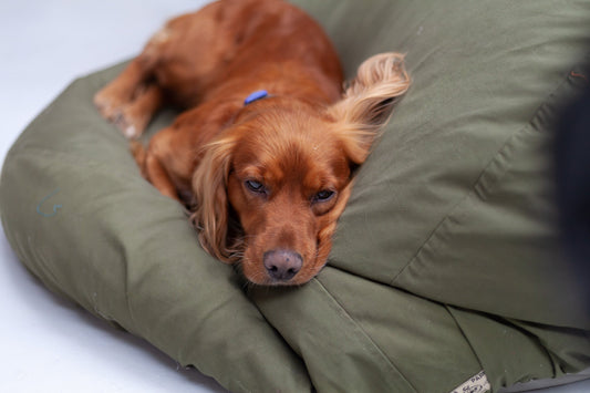 Do Dogs Like Oversized Beds? - Barka Parka Dog Beds