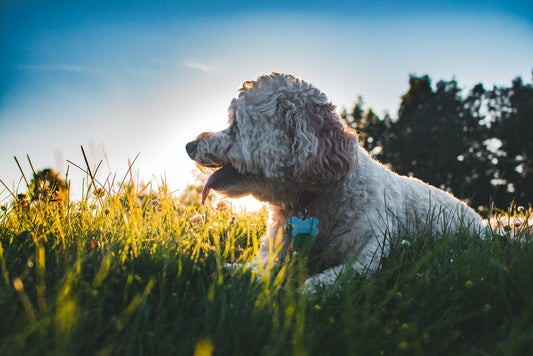 The Ultimate Dog Bed Guide for Your Cockapoo - Barka Parka Dog Beds