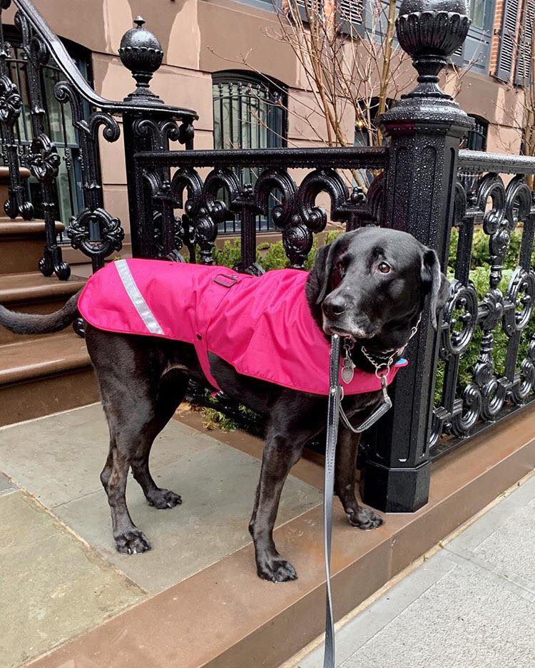 What to look at when buying a dog coat - scroll to the end to see why a Barka Parka coat is the best fit. - Barka Parka Dog Beds