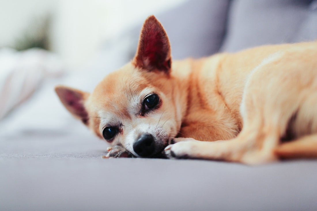What to look for in a bed for your Chihuahua - Barka Parka Dog Beds