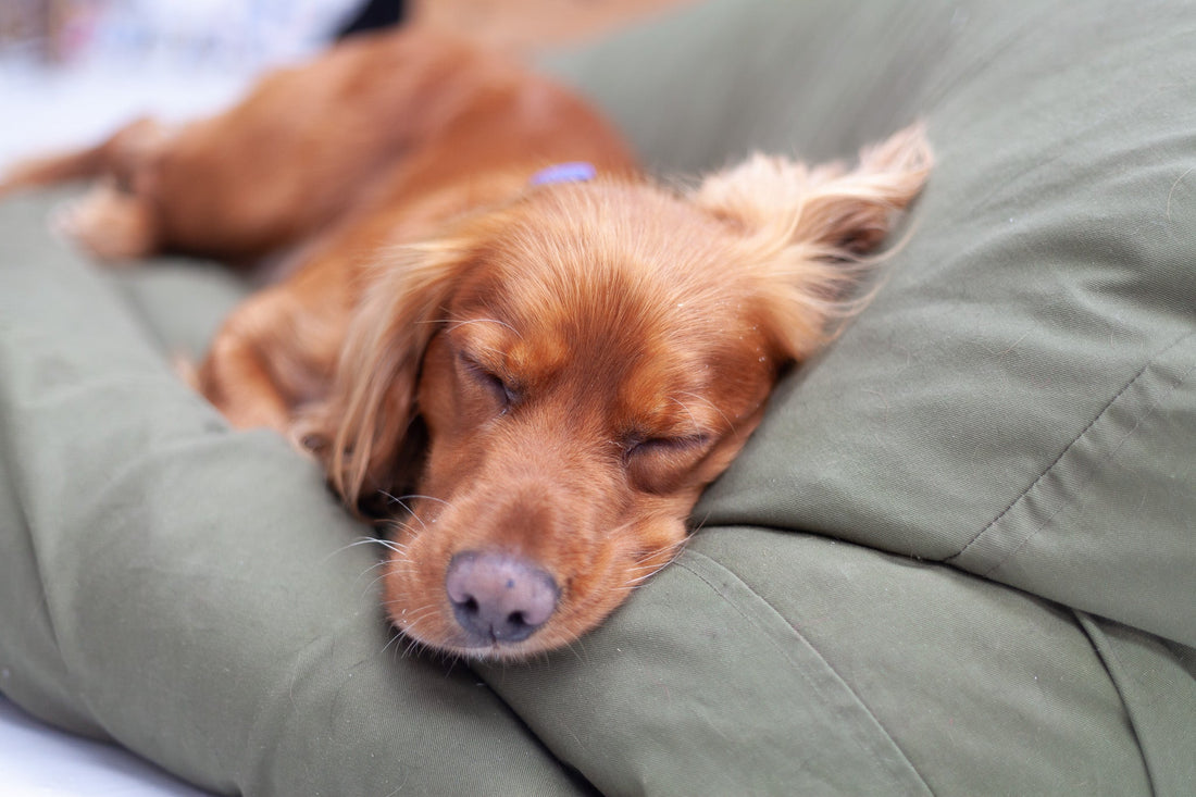 Why Do Dogs Like Bean Bags? - Barka Parka Dog Beds