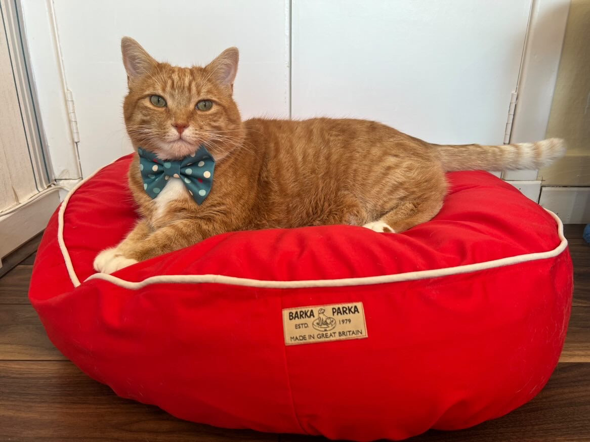 Red cat pet clearance beds