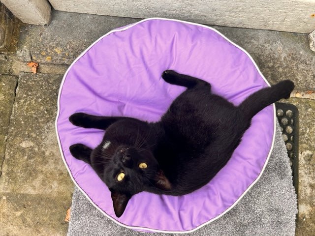 Black hotsell cat beds