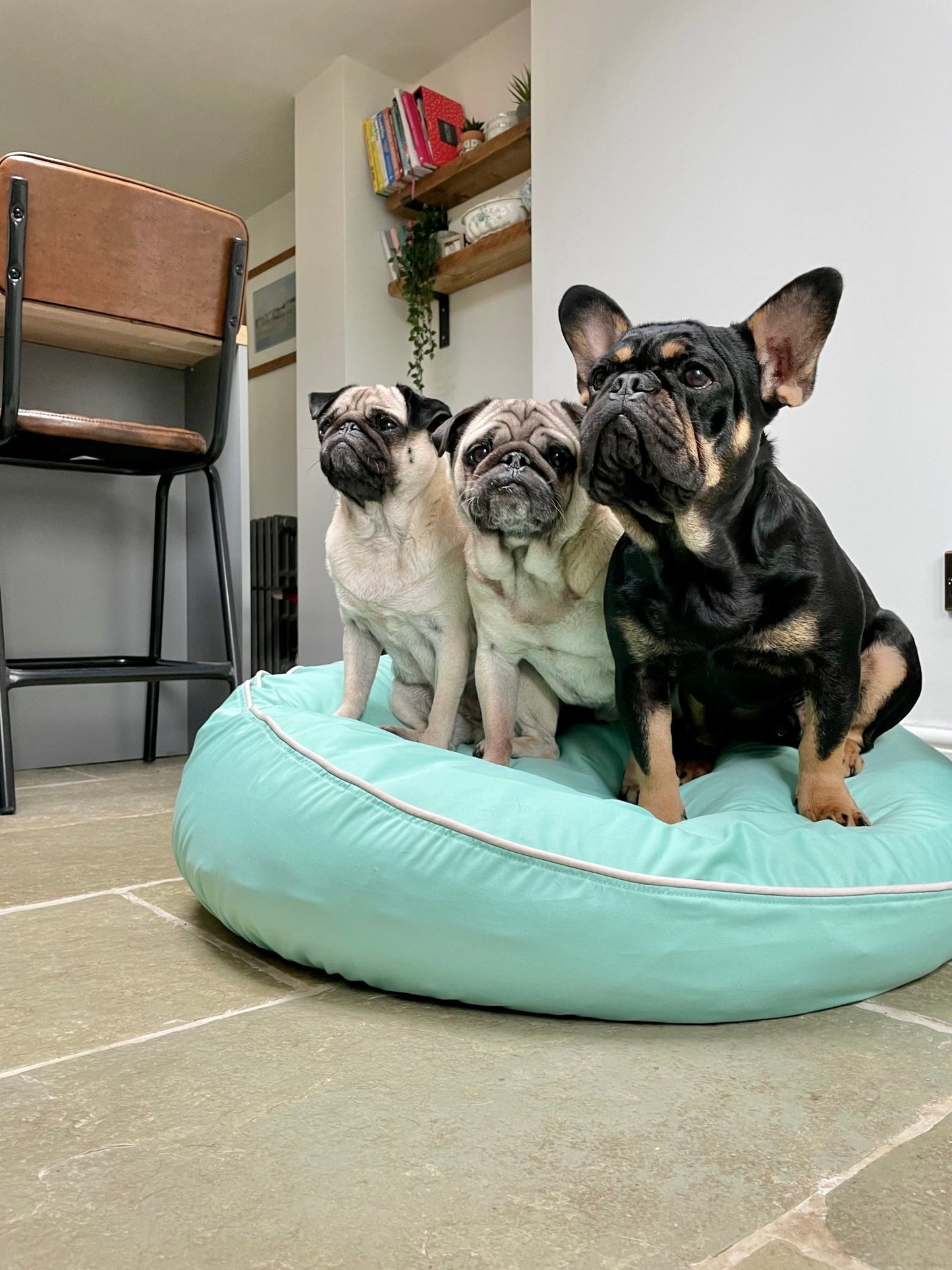 Barka Parka Dog Bed- Eau-de-nil and cream piping - Barka Parka Dog Beds