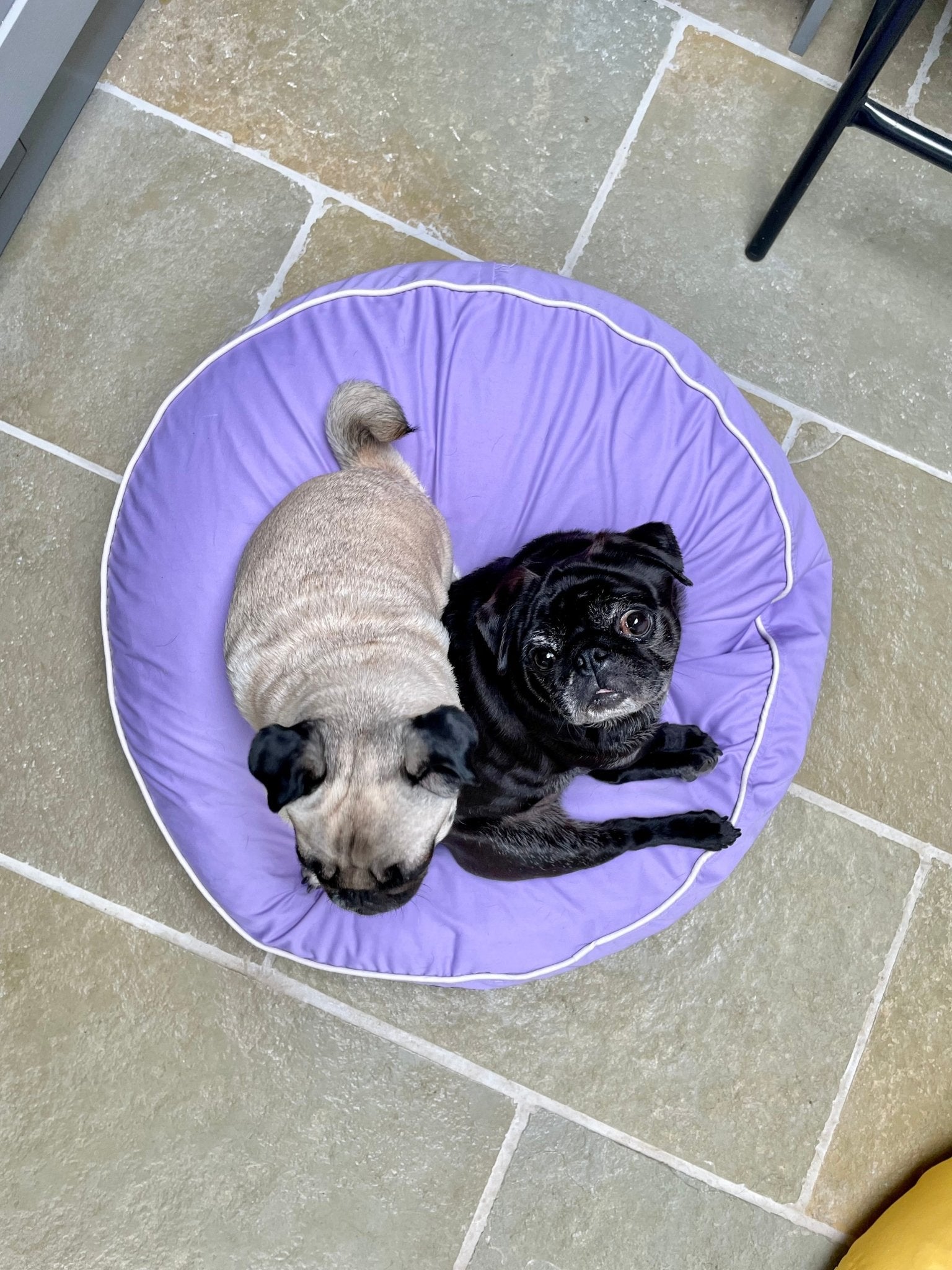 Best dog hotsell beds for pugs