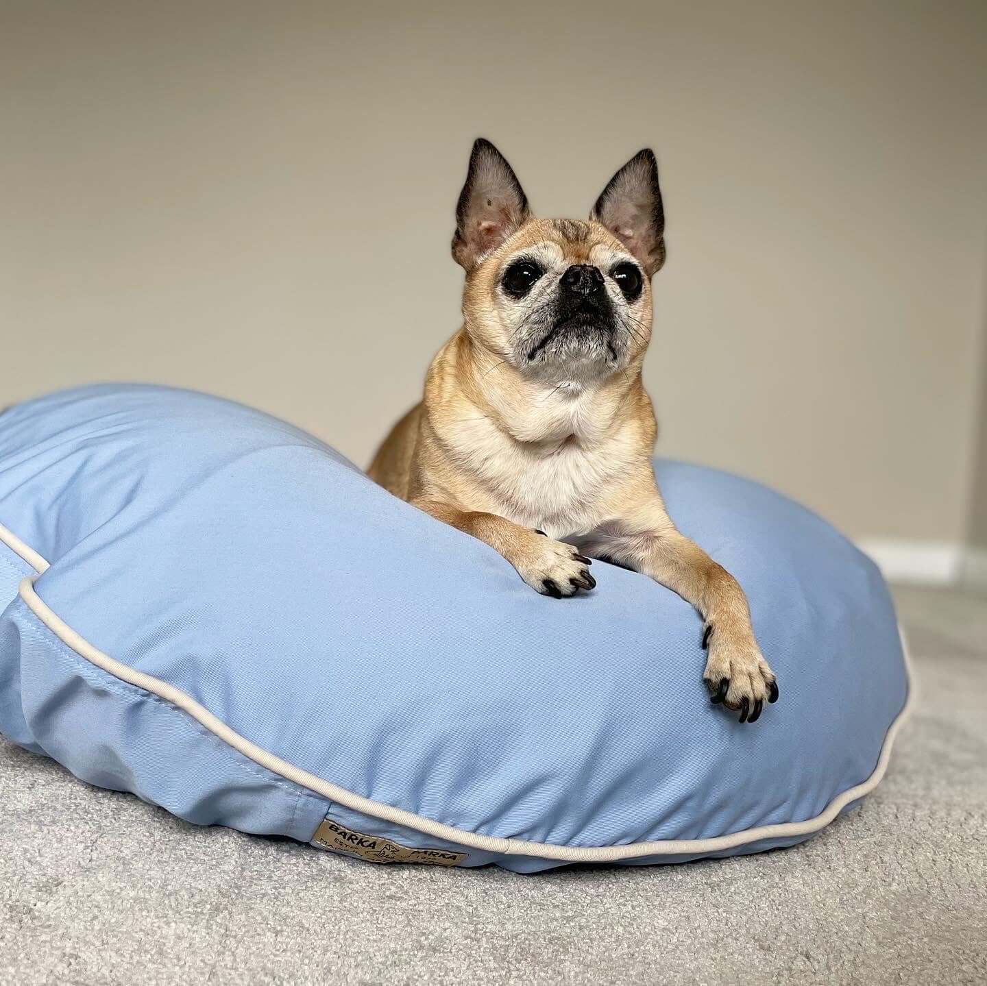 Burlington coat factory outlet dog beds