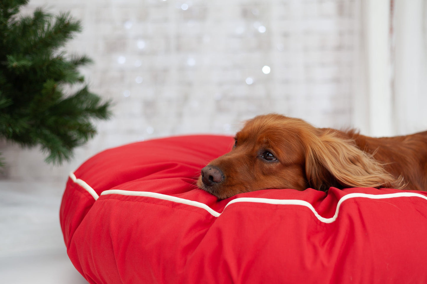 Barka Parka Dog Bed - Red and cream piping - Barka Parka Dog Beds