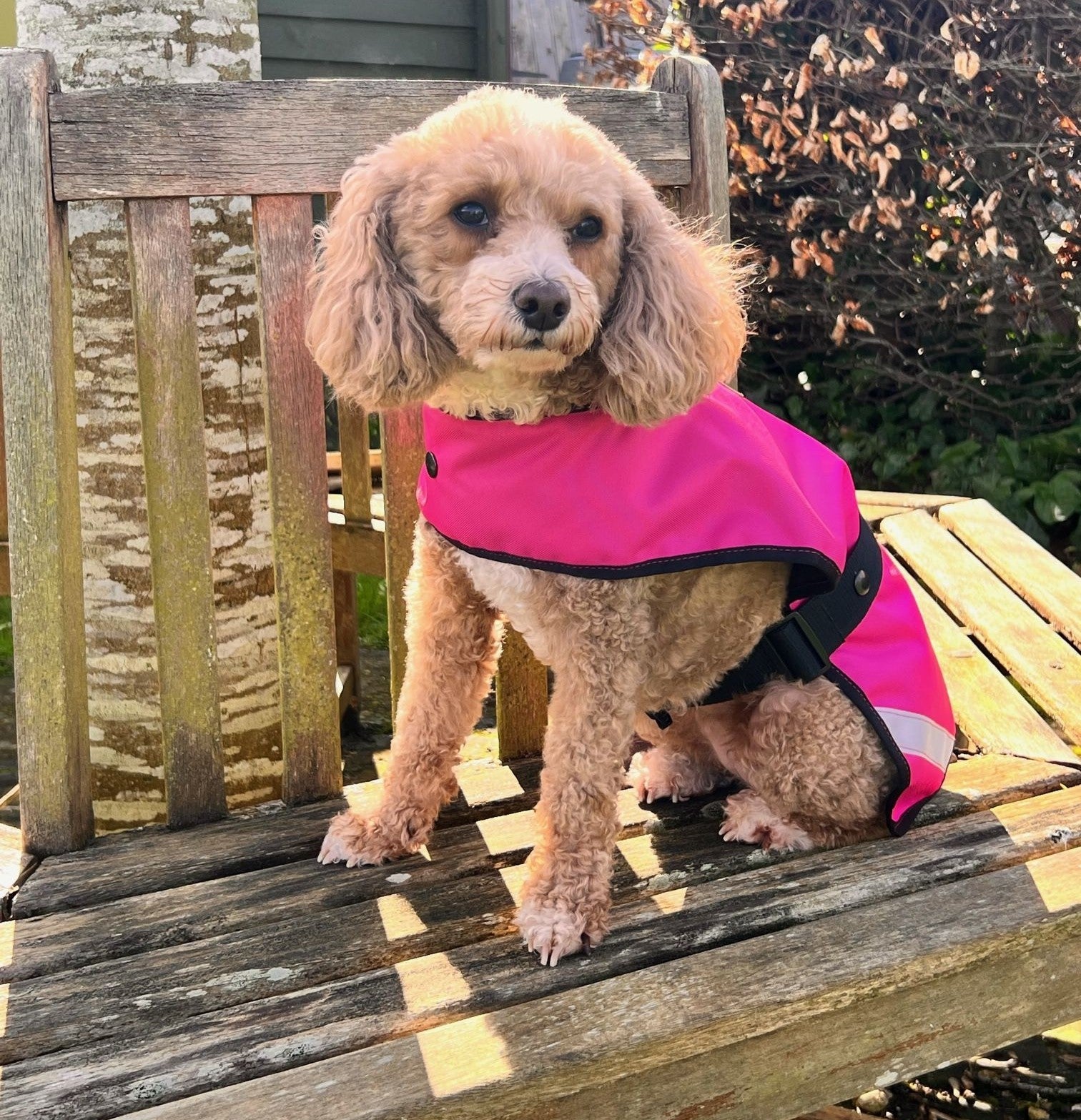 Pink waterproof clearance dog coat